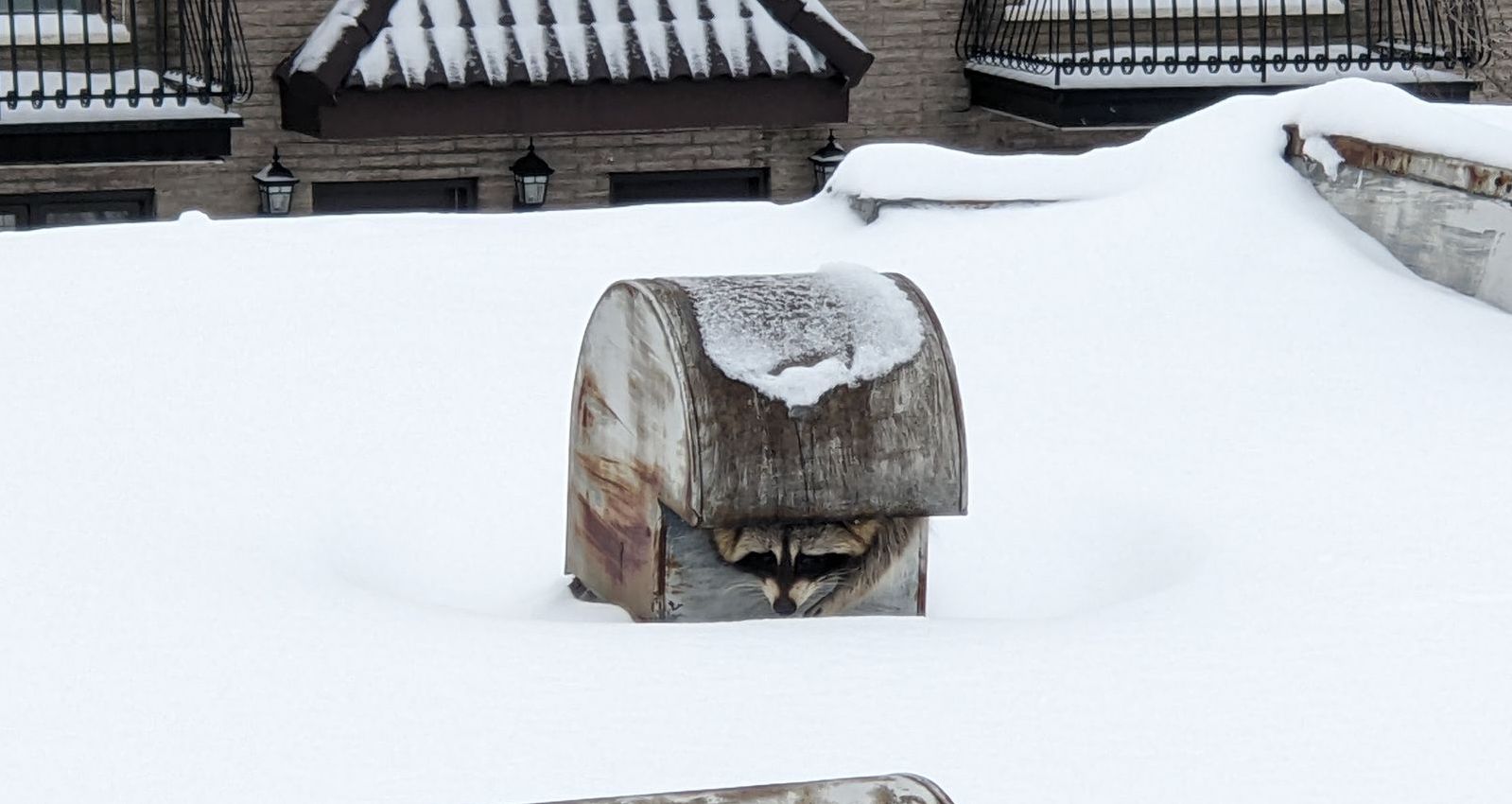 FAUNE URBAINE À MONTRÉAL